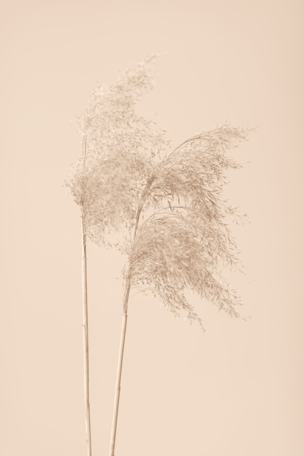 Reed Grass Beige 02 Poster och Canvastavla