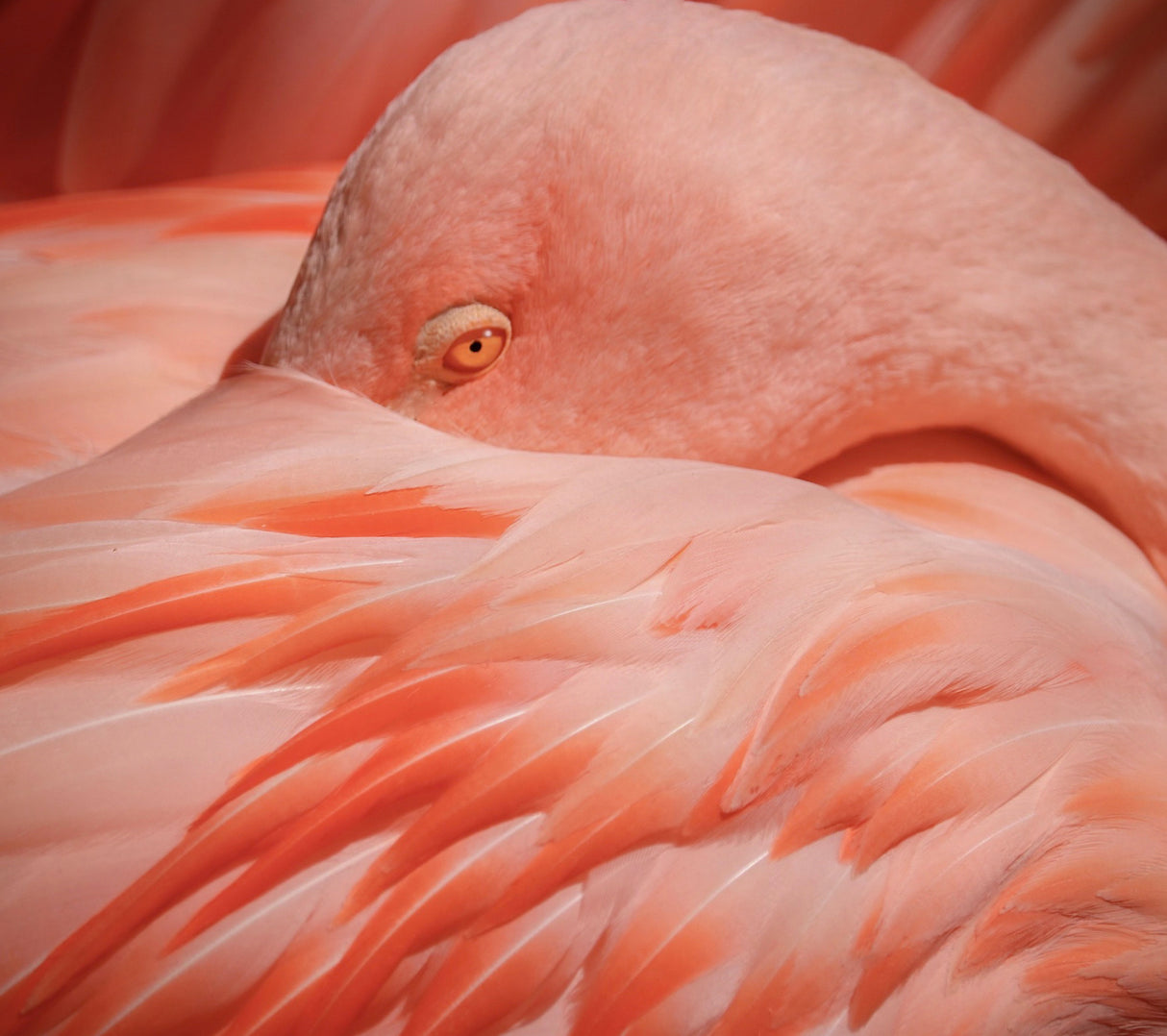 Portrait of a Pink Flamingo Poster och Canvastavla