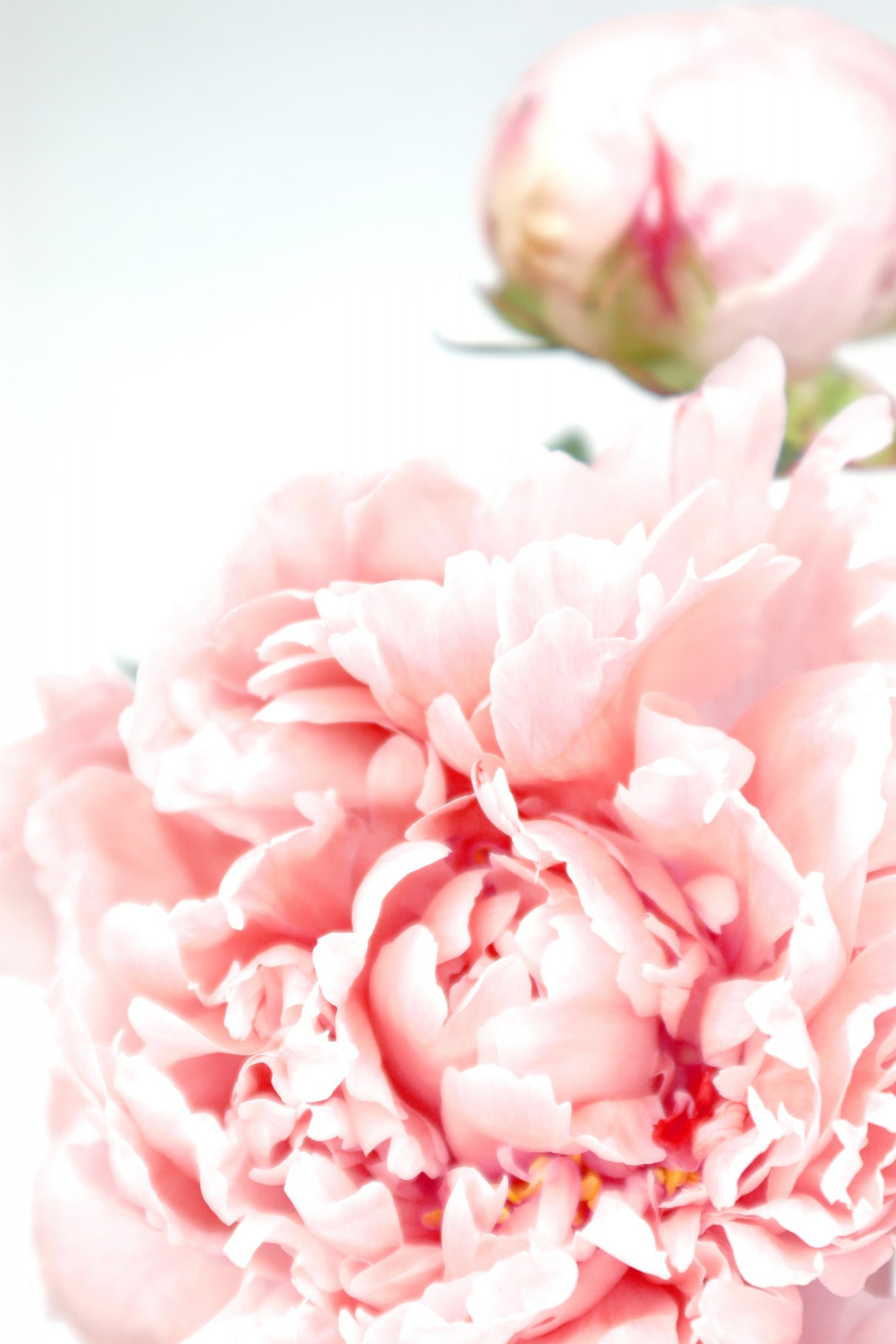 Blush peony IX Poster och Canvastavla
