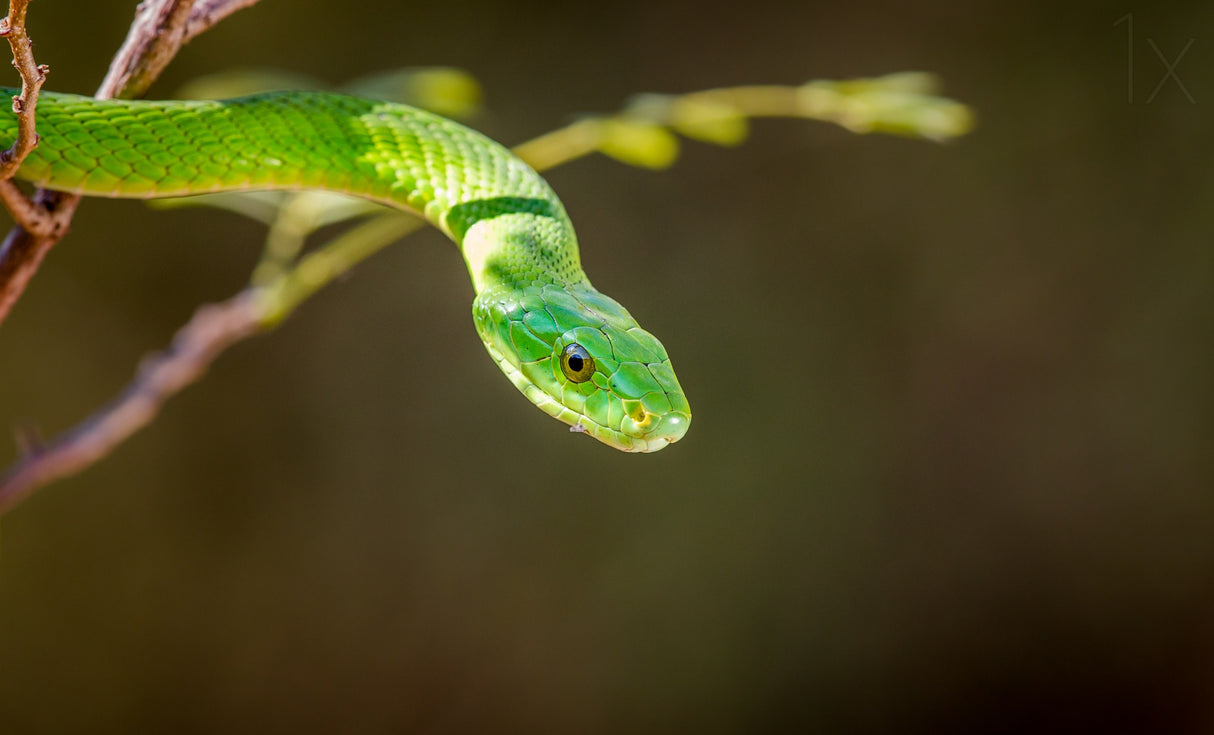 The Green Mamba Poster och Canvastavla