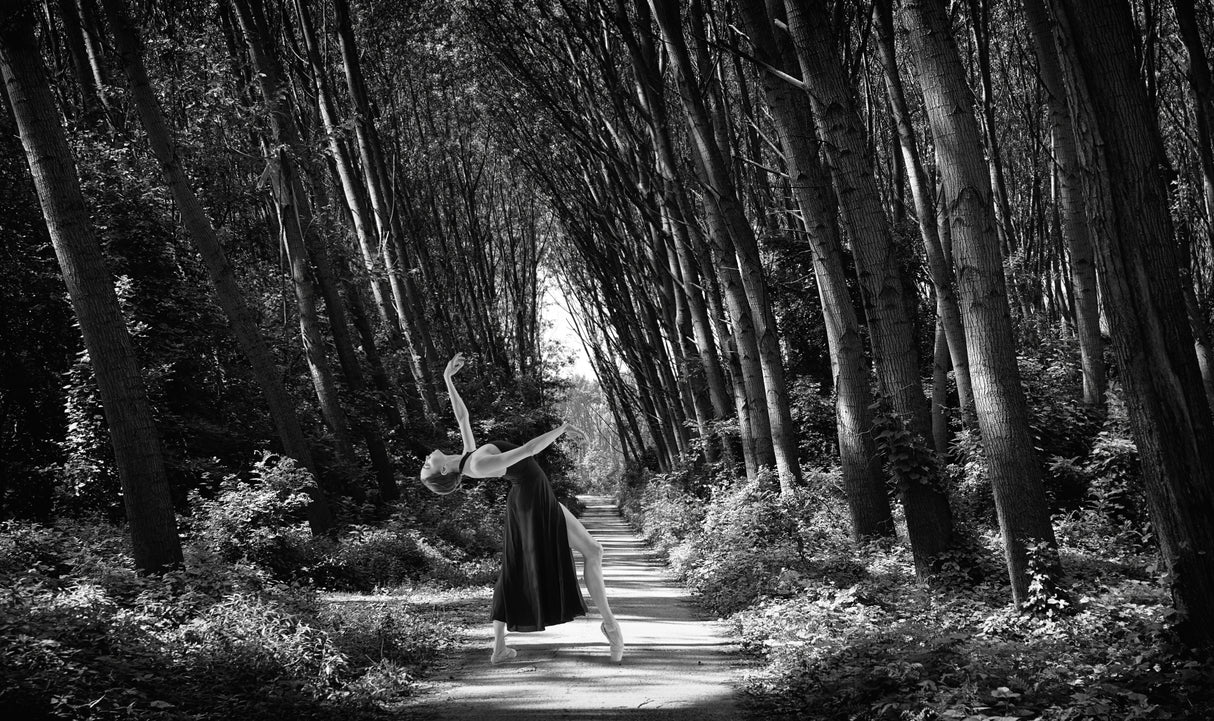 Forest Twists and Dances Poster och Canvastavla