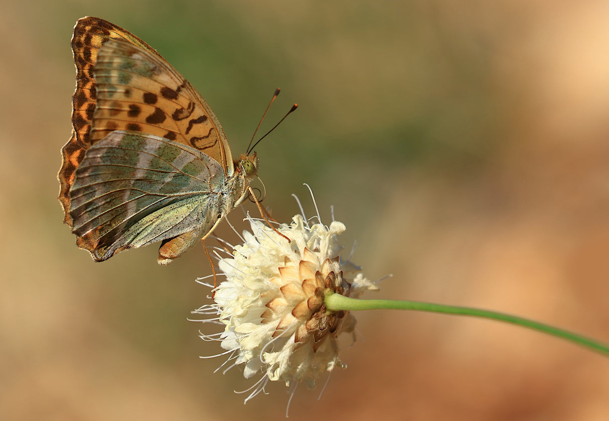Argynnis paphia Poster och Canvastavla