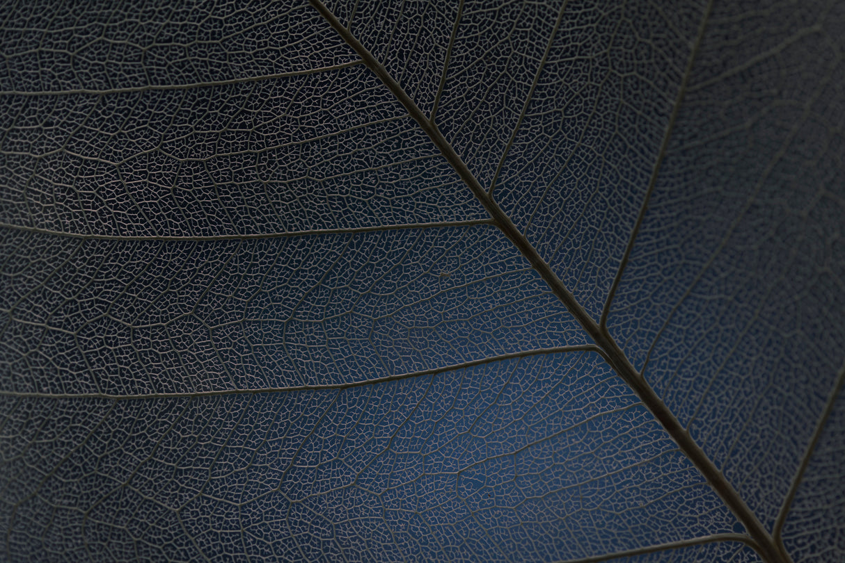 Reuse of a bodhi leaf Poster och Canvastavla