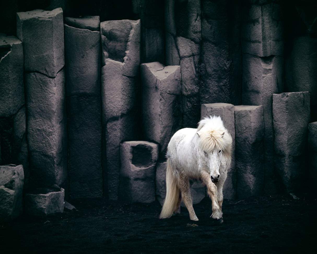 Icelandic horse Poster och Canvastavla