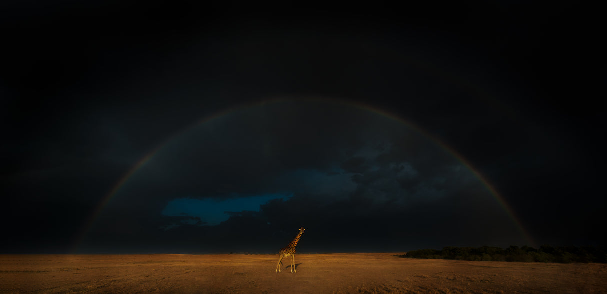 Giraffe and Rainbow Poster och Canvastavla