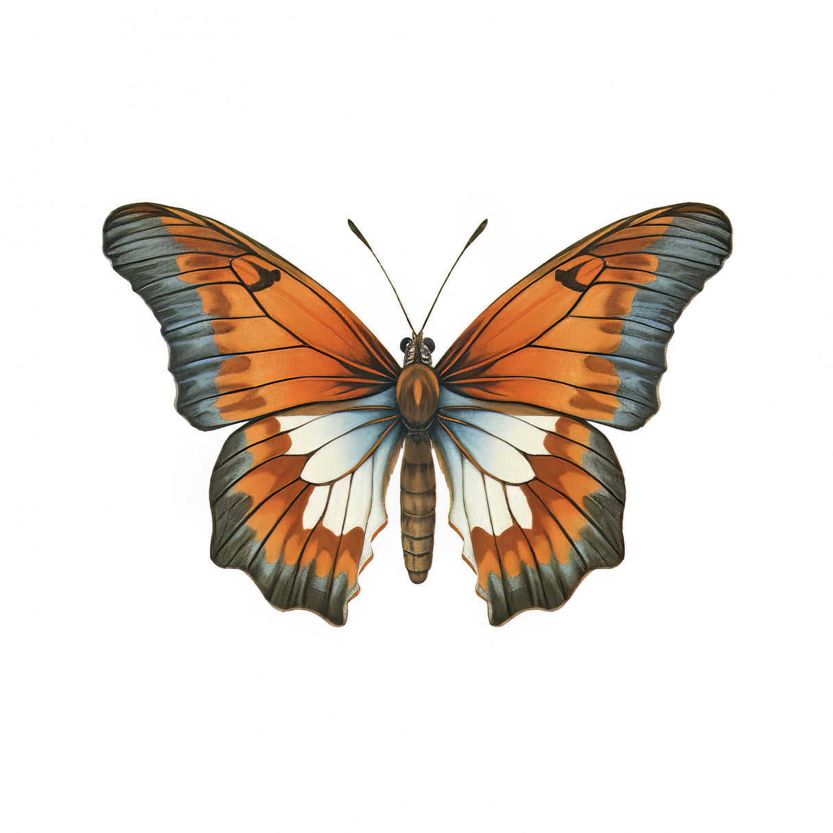 Butterfly 3 Poster och Canvastavla