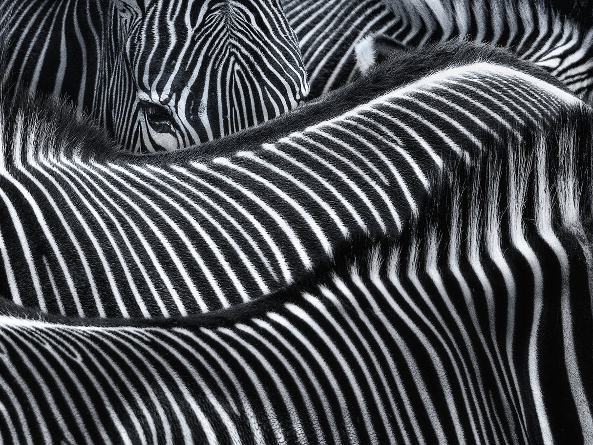 Lost in stripes Poster och Canvastavla