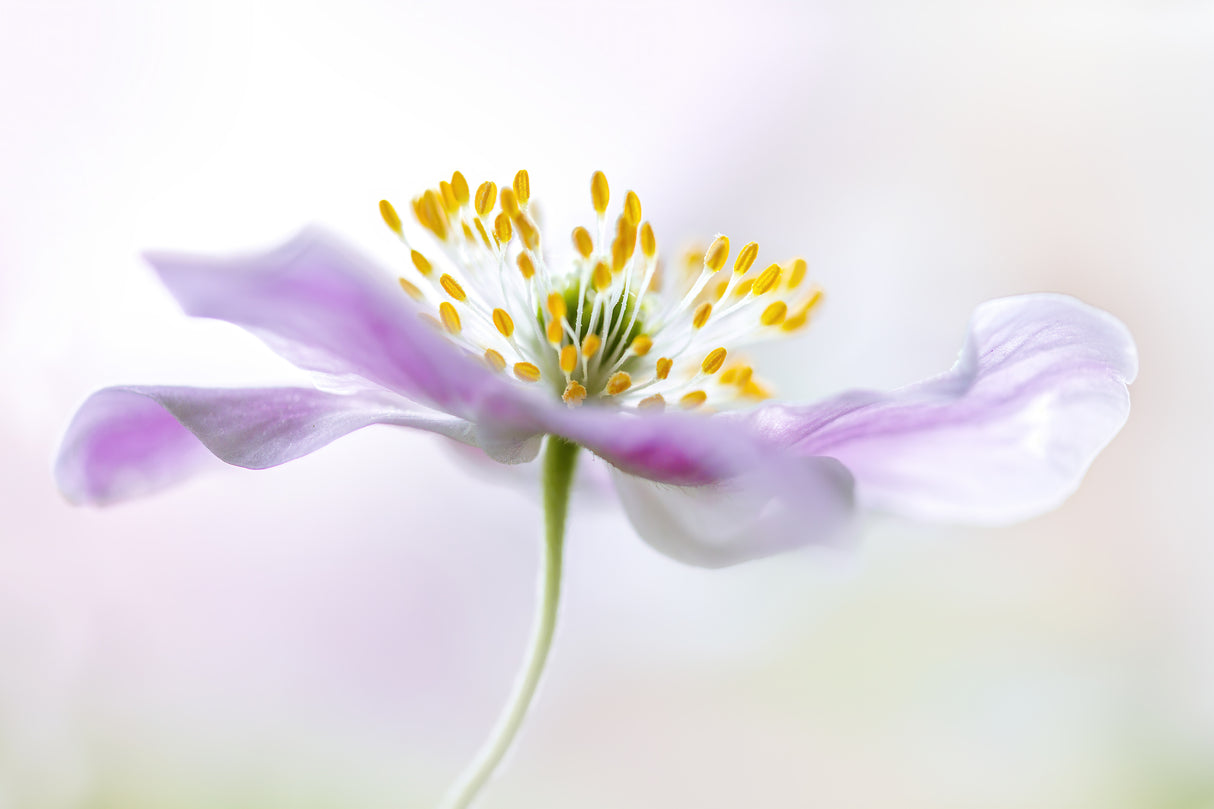 Wood Anemone Poster och Canvastavla