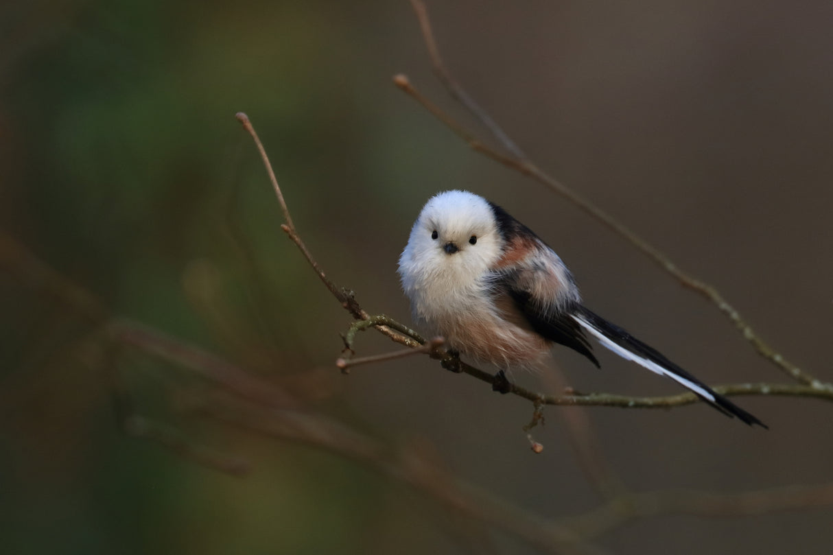 Long-tailed tit Poster och Canvastavla