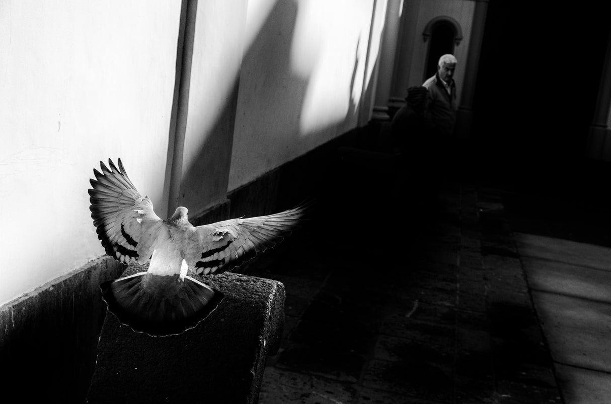 chasing pidgeons Poster och Canvastavla