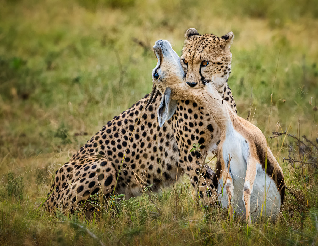 Cheetah hunting Poster och Canvastavla