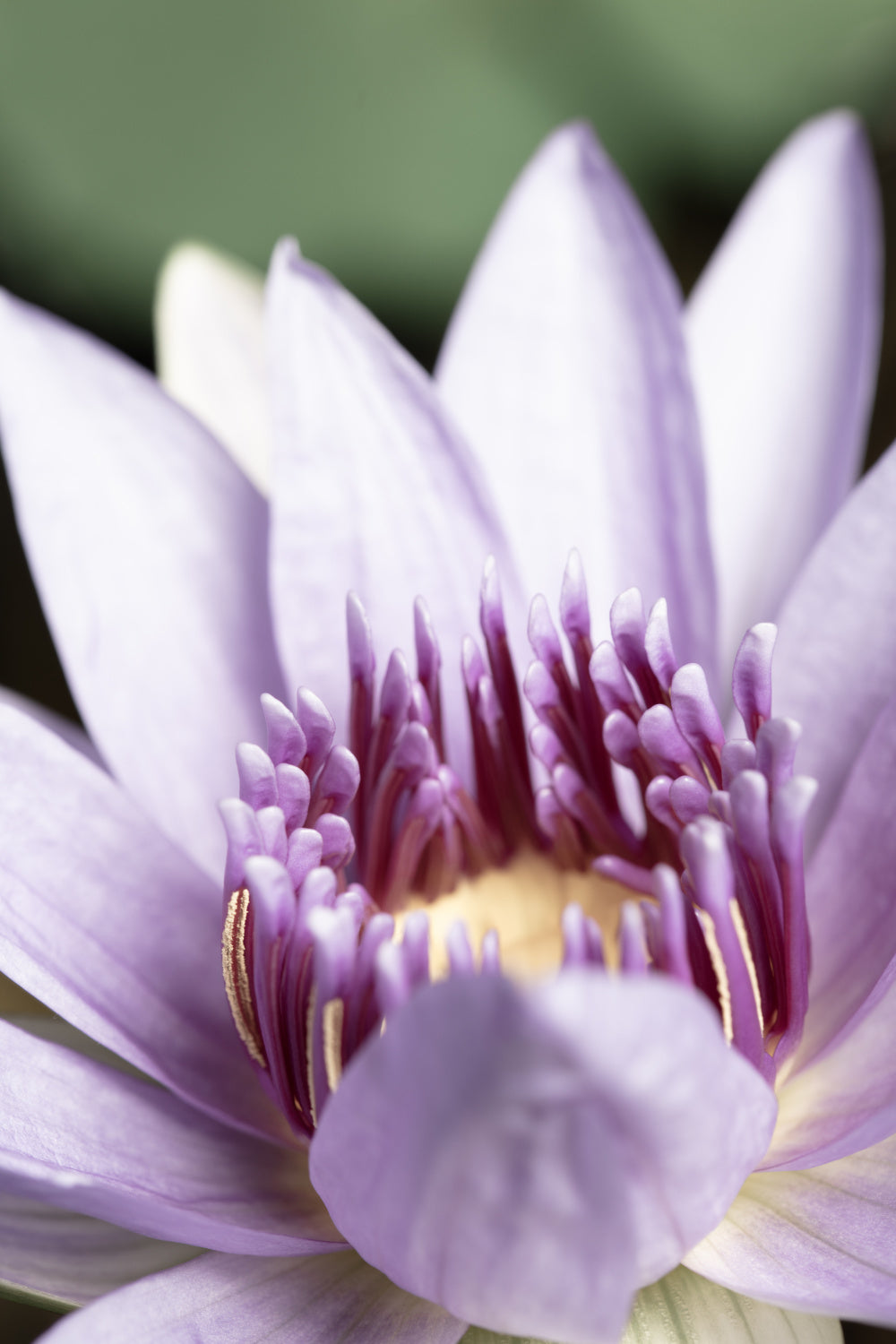 Purple flower close up Poster och Canvastavla