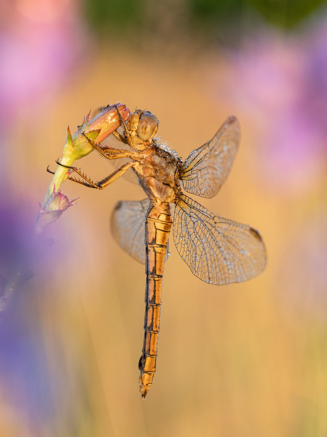 Orthetrum coerulescens Poster och Canvastavla