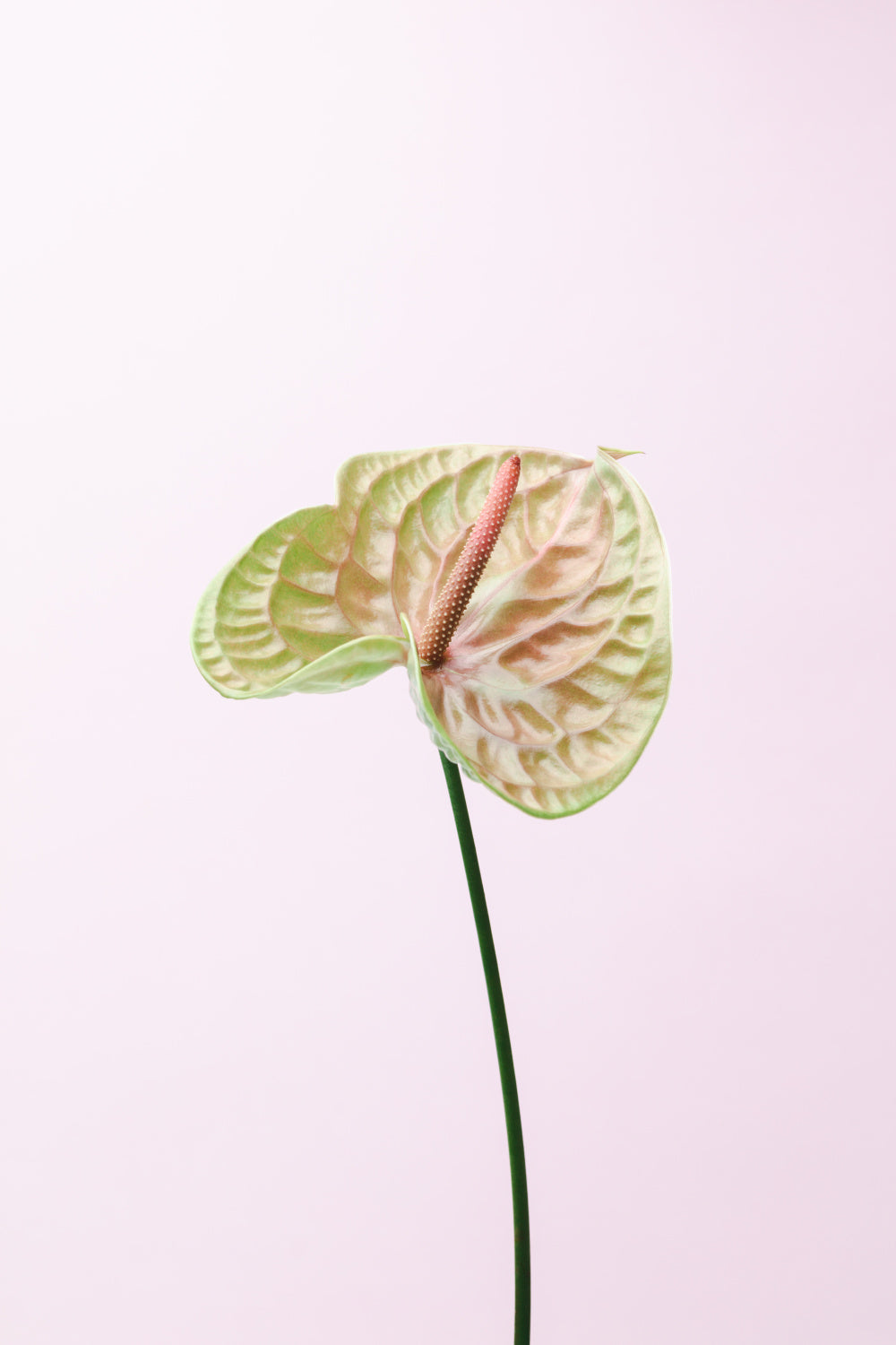 FLAMMINGO FLOWER Poster och Canvastavla