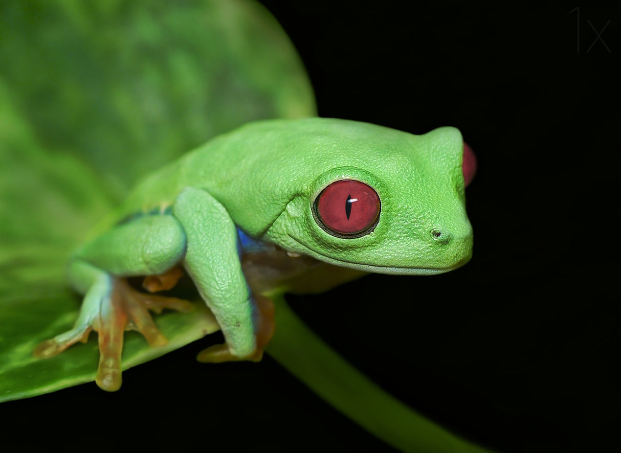 Red eye frog Poster och Canvastavla