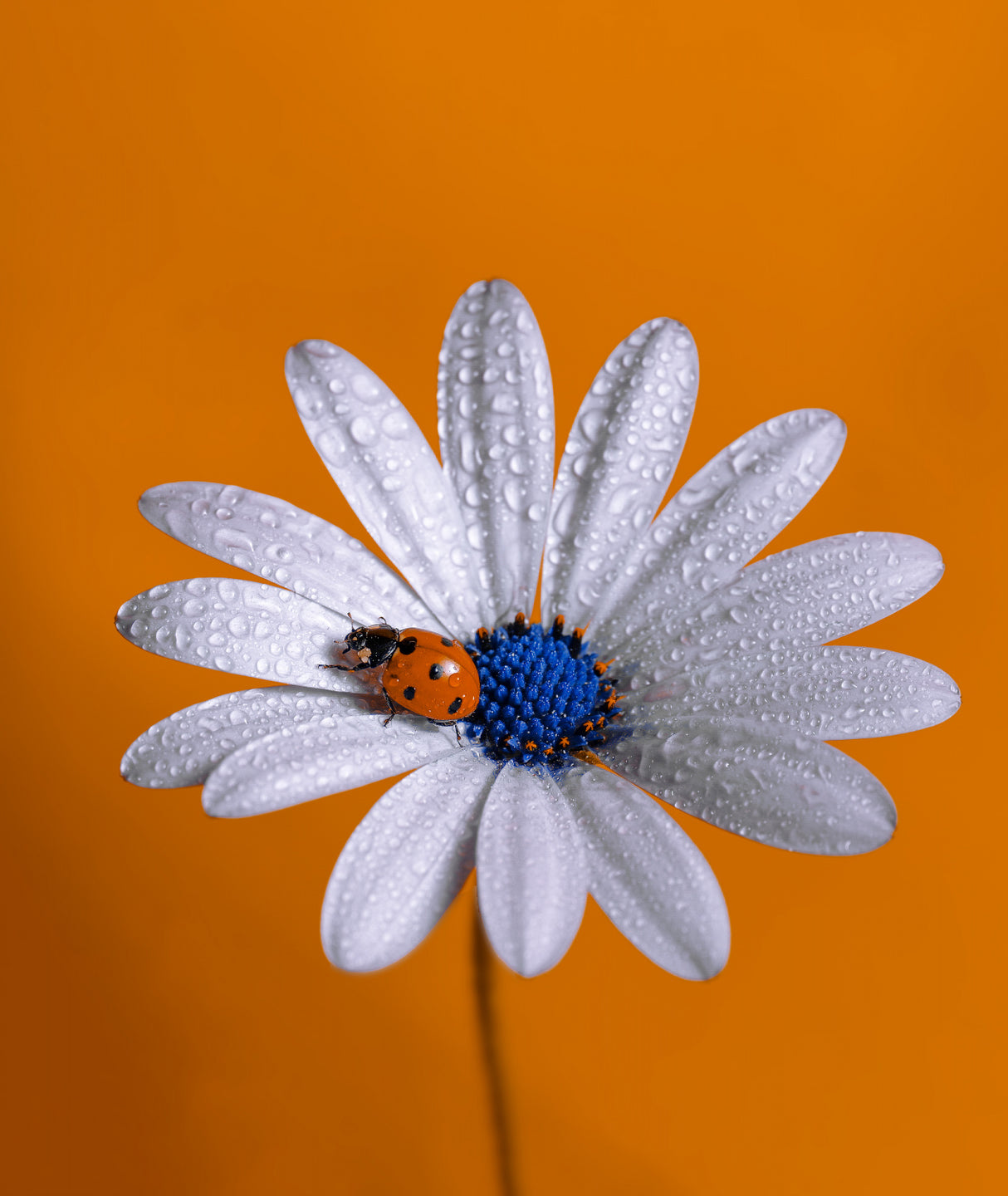 Ladybug Poster och Canvastavla
