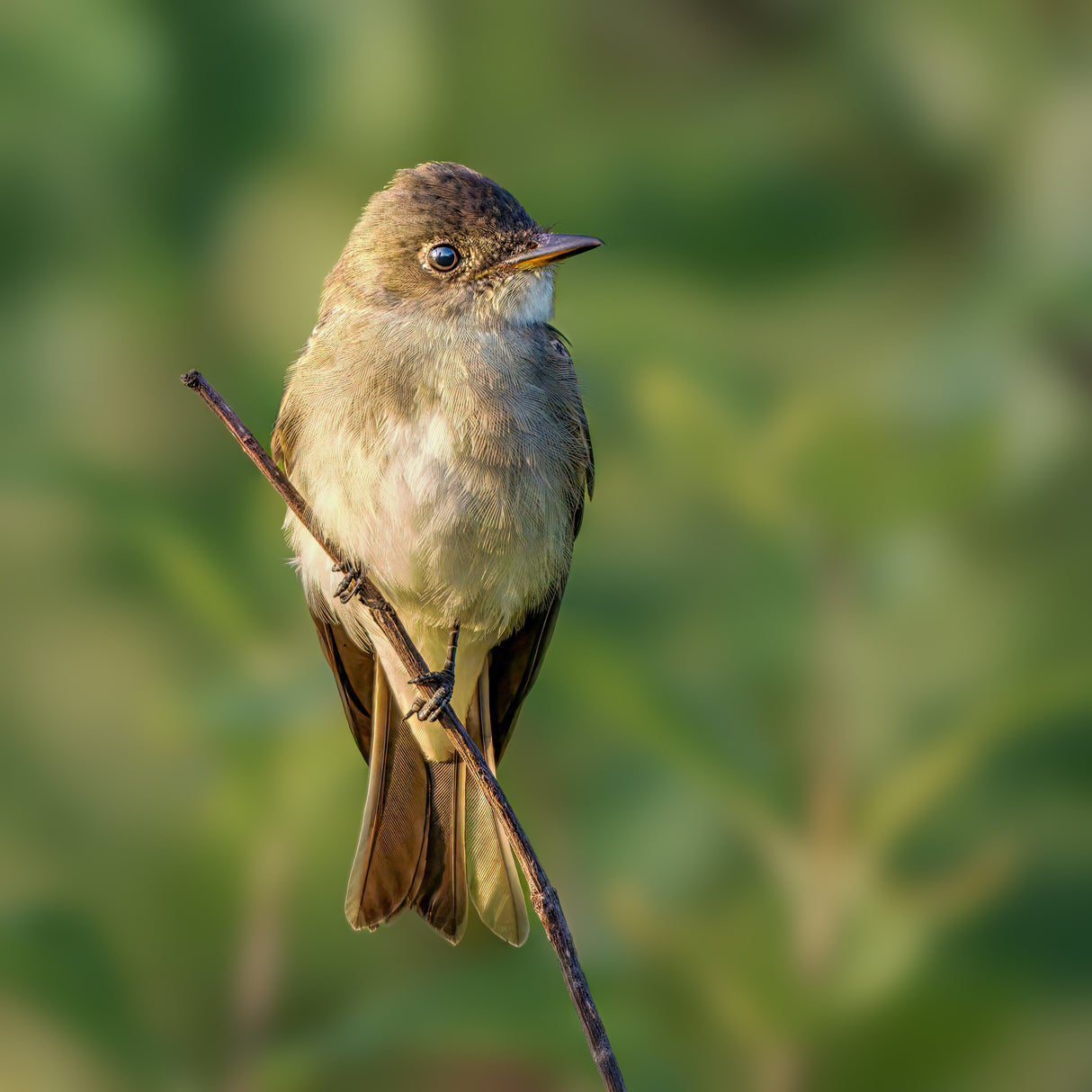 eastern wood pewee Poster och Canvastavla
