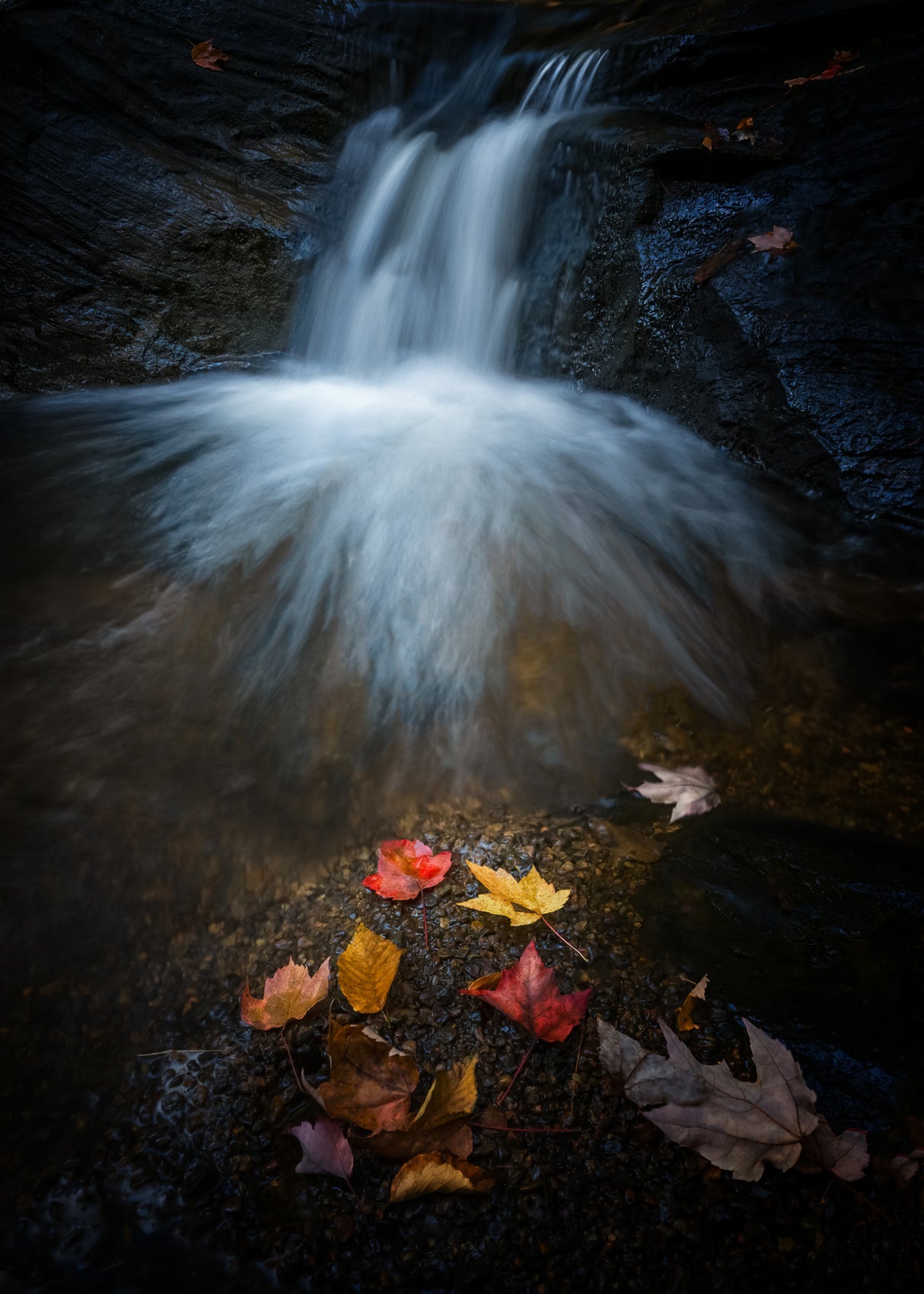 Autumn magic Poster och Canvastavla