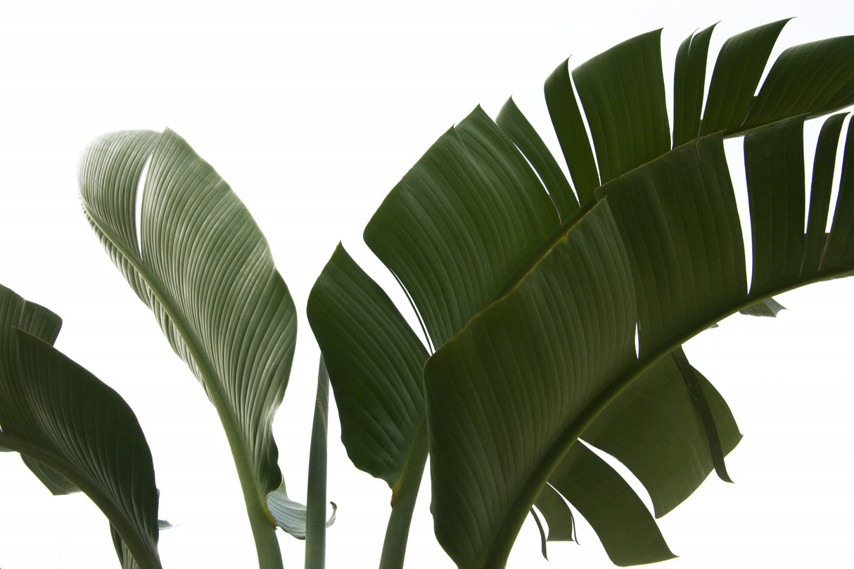 Travellers Palm Leaves Foliage Photo 06 Poster och Canvastavla