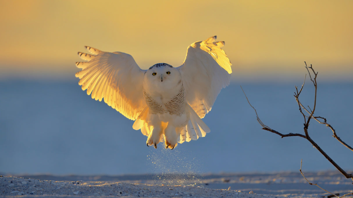 Snowy Owl at Sunrise Poster och Canvastavla