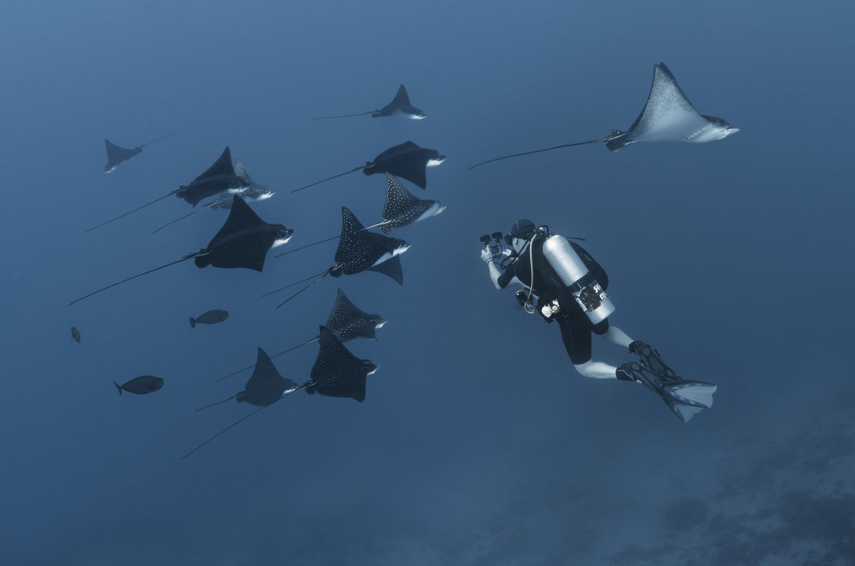 Eagle rays Poster och Canvastavla