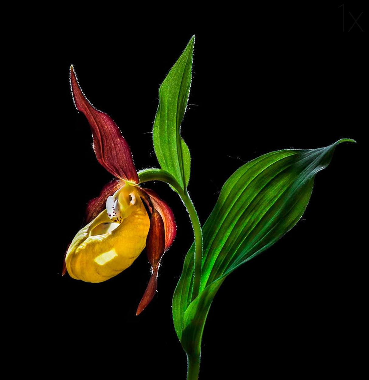 Macro Close-Up Photograph of The Lady's Slipper Orchid (‘Venus' Shoes’) Flower In the Wild © N Poster och Canvastavla
