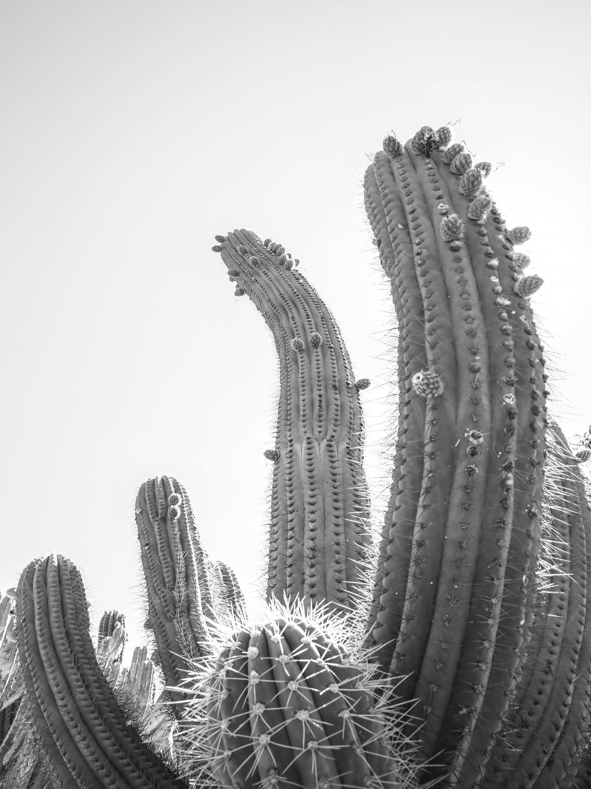 Cactus Poster och Canvastavla