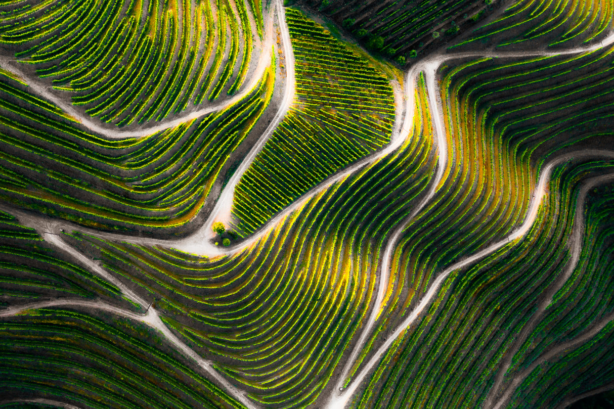 Douro Valley Poster och Canvastavla