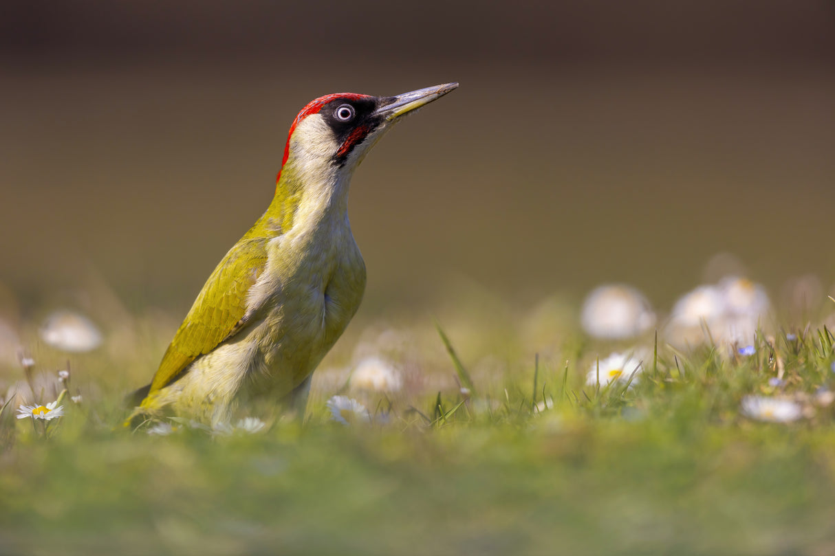 The woodpecker and the flowers Poster och Canvastavla