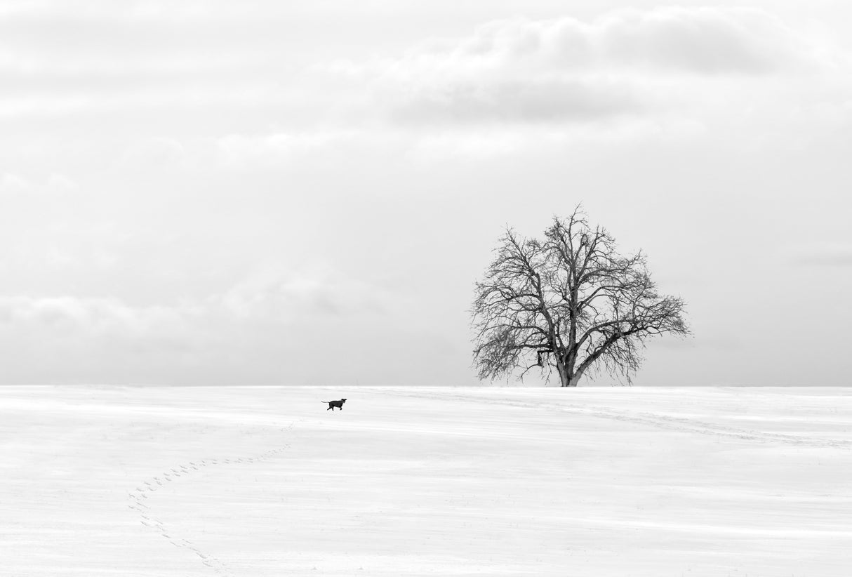 In winter Poster och Canvastavla