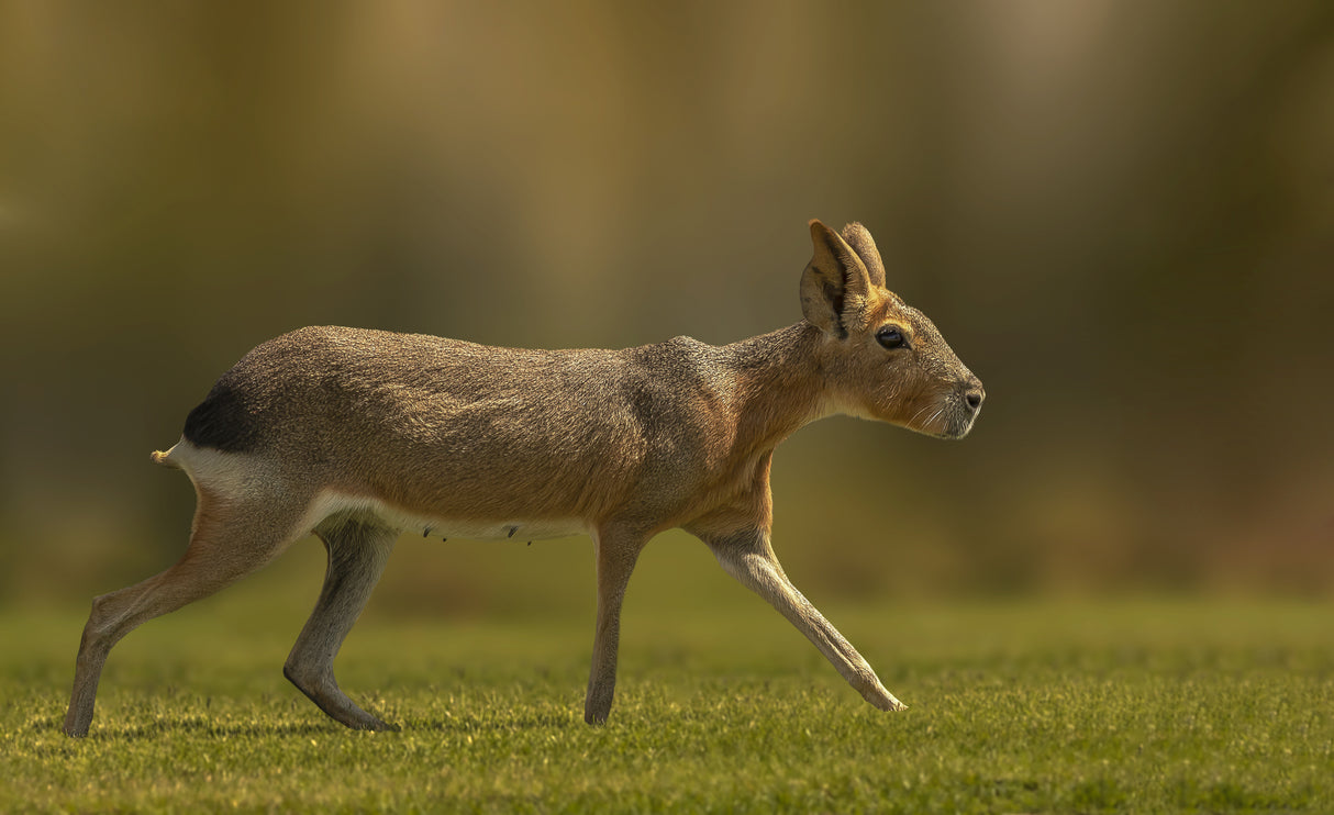 Patagonian mara Poster och Canvastavla