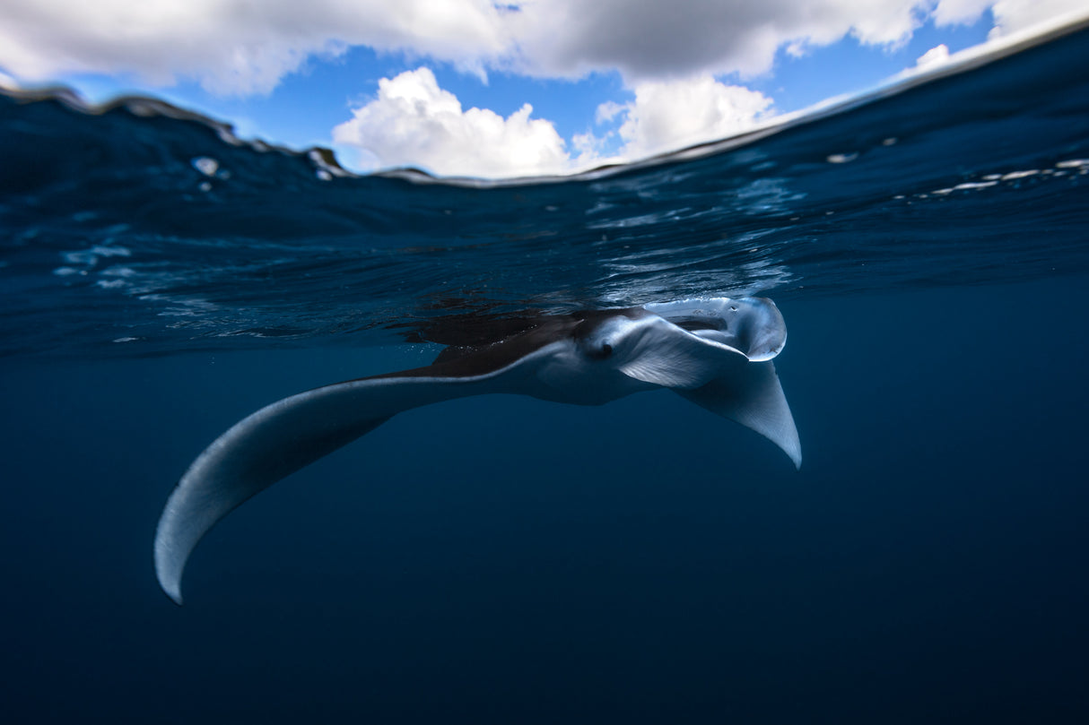 Manta ray Poster och Canvastavla