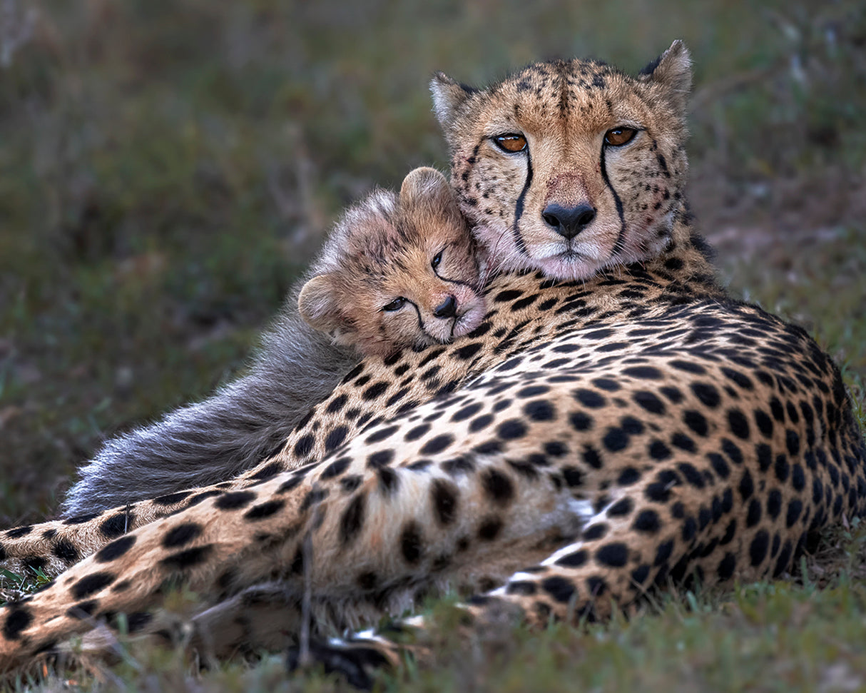 Mommy's little baby Poster och Canvastavla