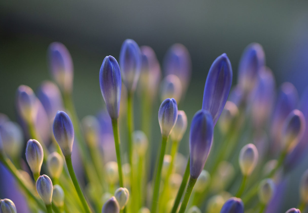 Agapanthus Closeup Poster och Canvastavla