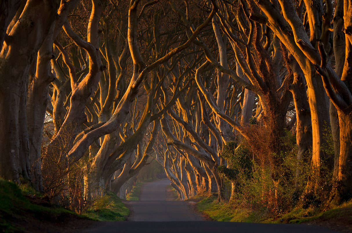 The Dark Hedges in the Morning Sunshine Poster och Canvastavla
