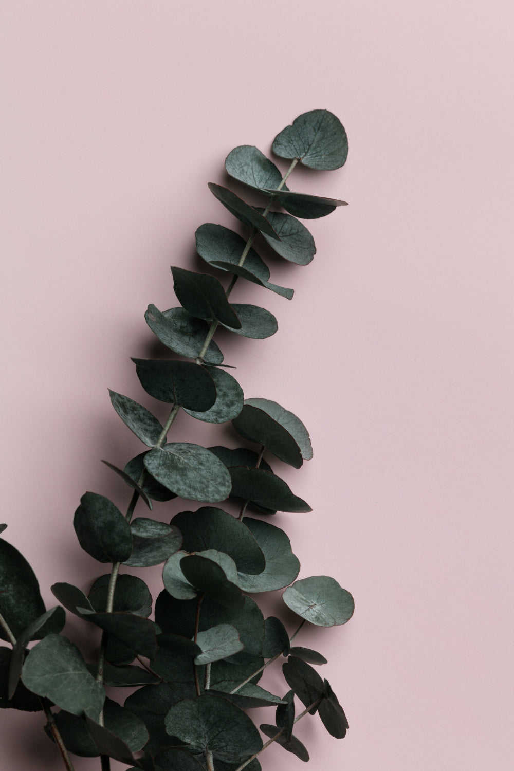 Eucalyptus Pink No02 Poster och Canvastavla
