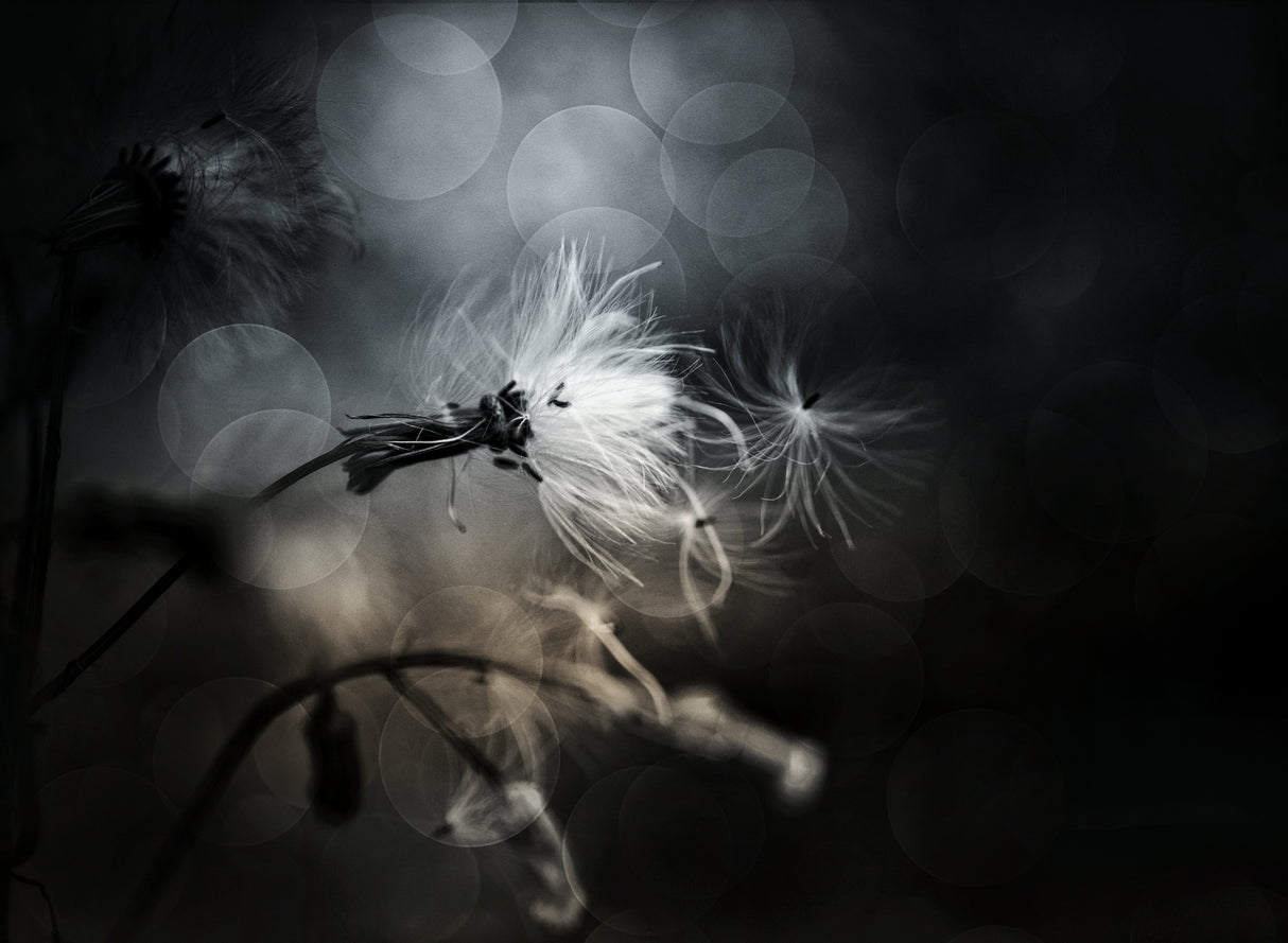 blowing the season Poster och Canvastavla