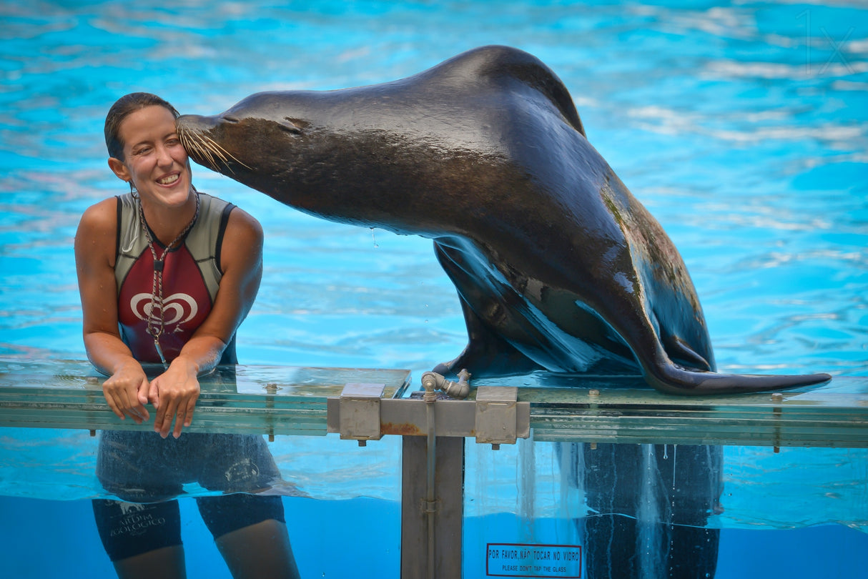 Sea Lion Love Poster och Canvastavla