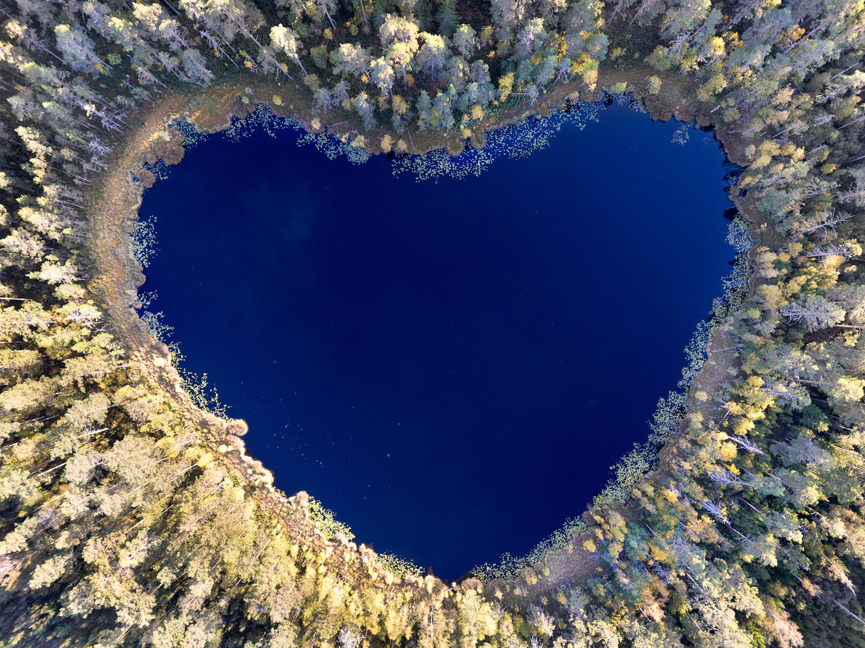 All you need is love Poster och Canvastavla