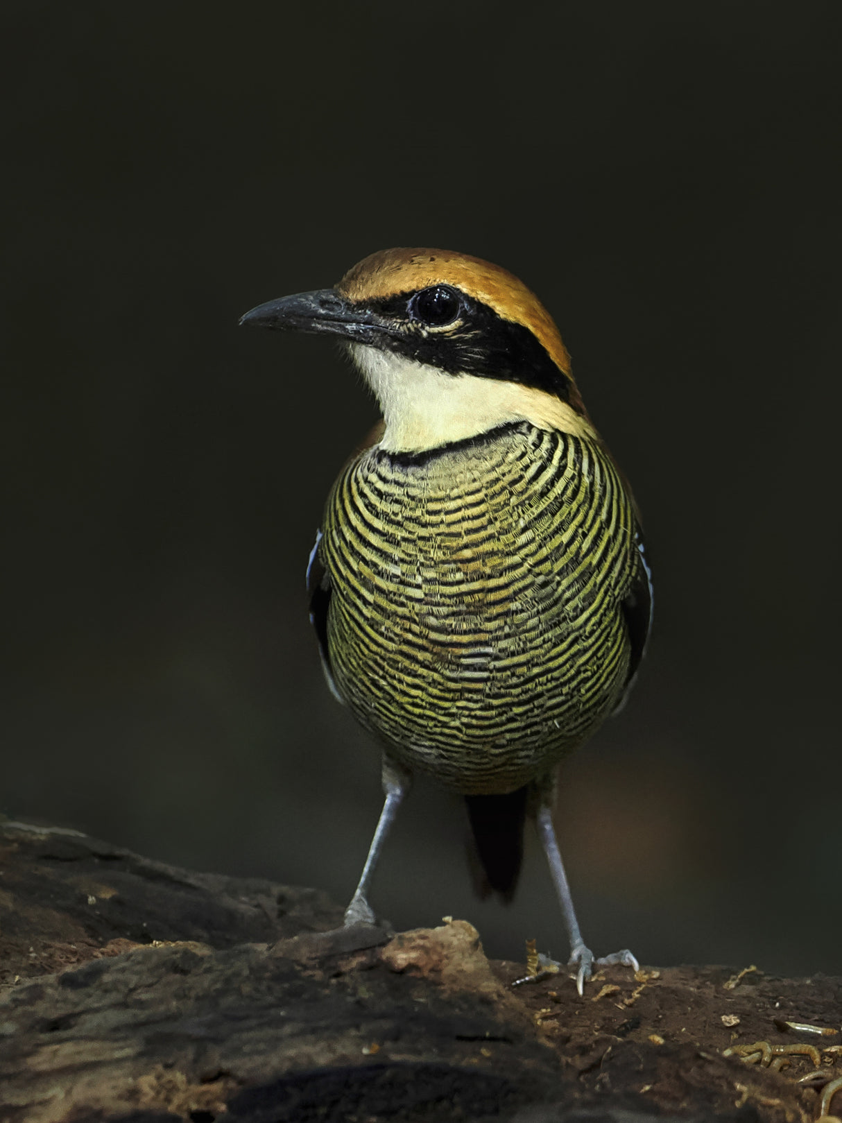 Javan banded pitta Poster och Canvastavla
