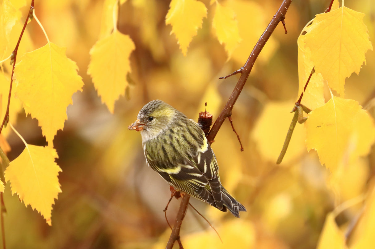 Golden leaves Poster och Canvastavla