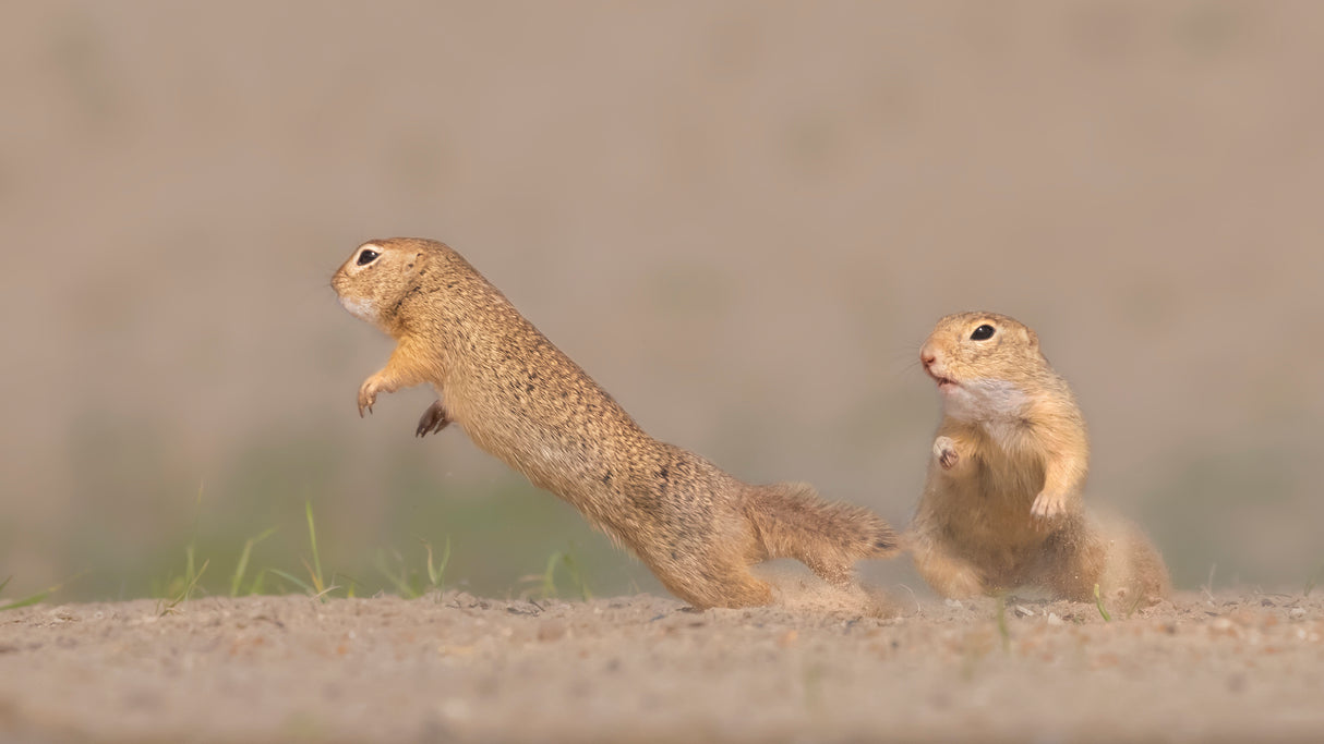 Ground squirrel fighting Poster och Canvastavla