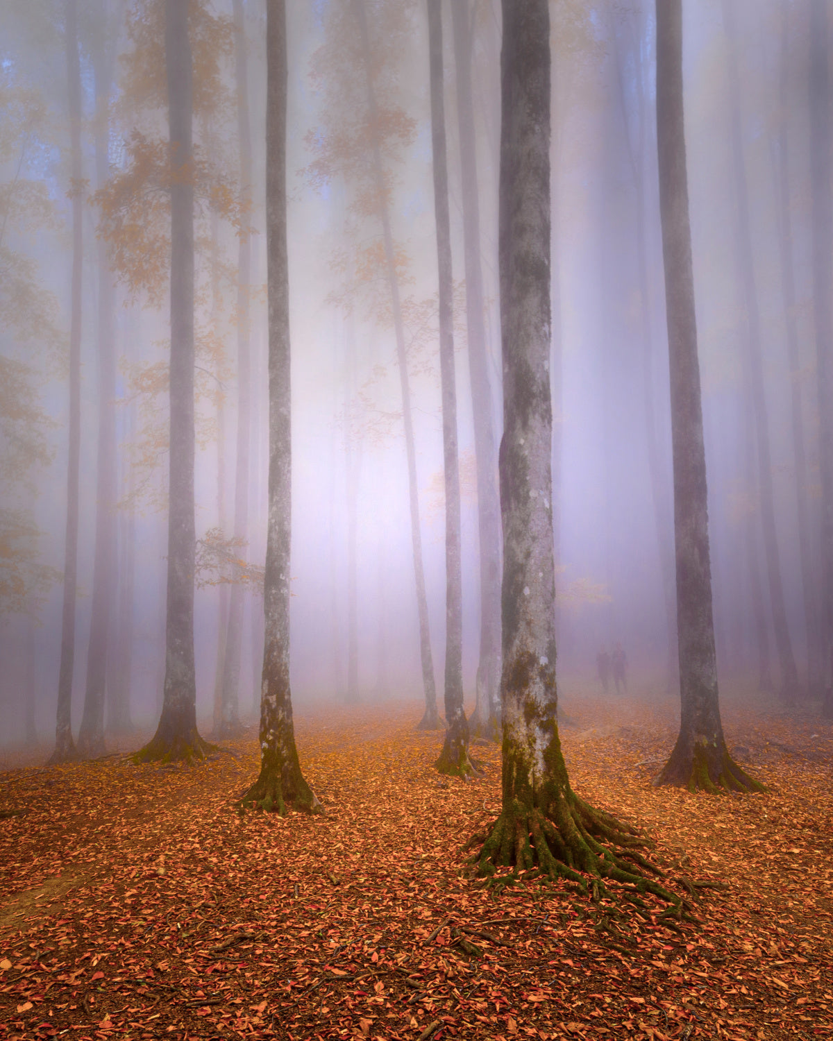 Lost In The Fog Poster och Canvastavla