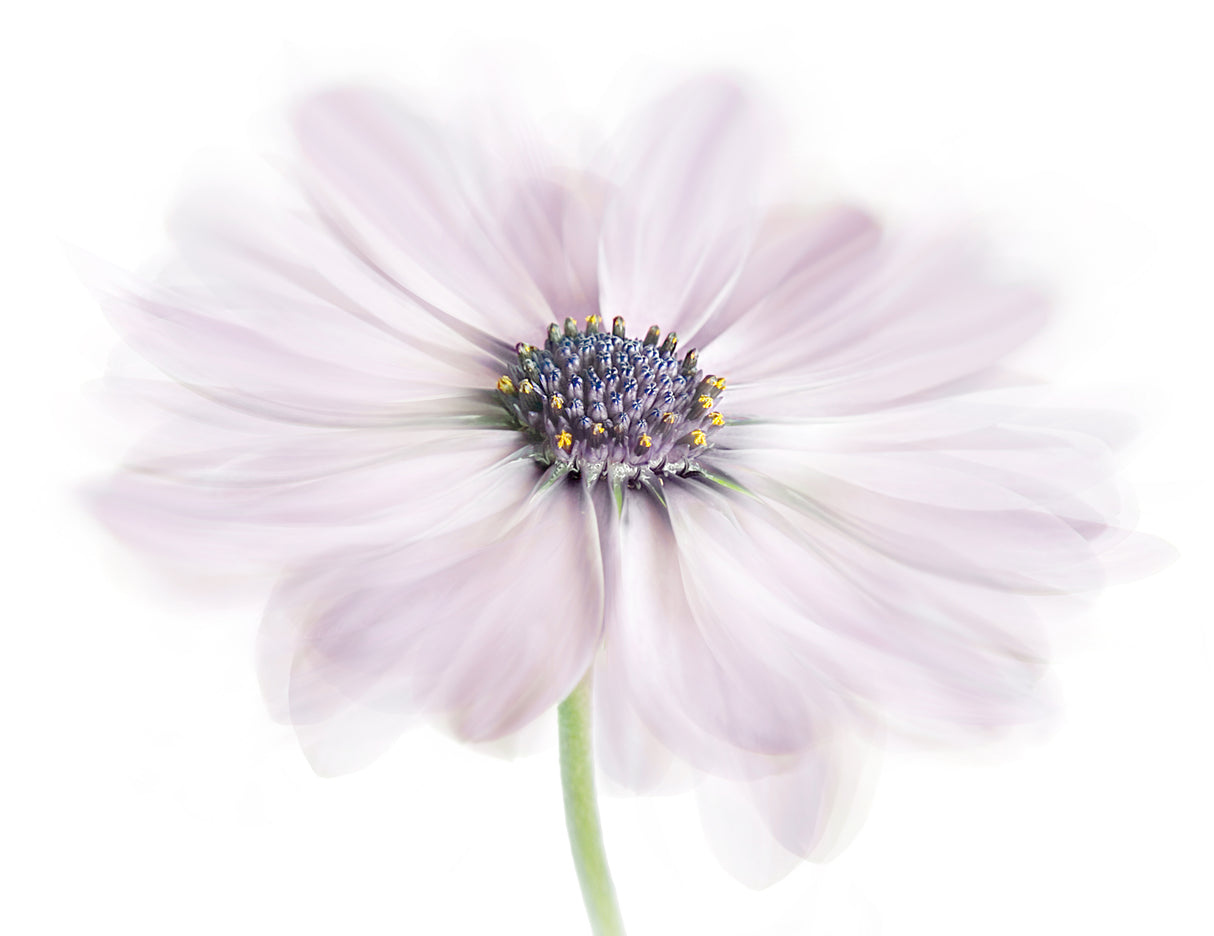 Cape Daisy Poster och Canvastavla