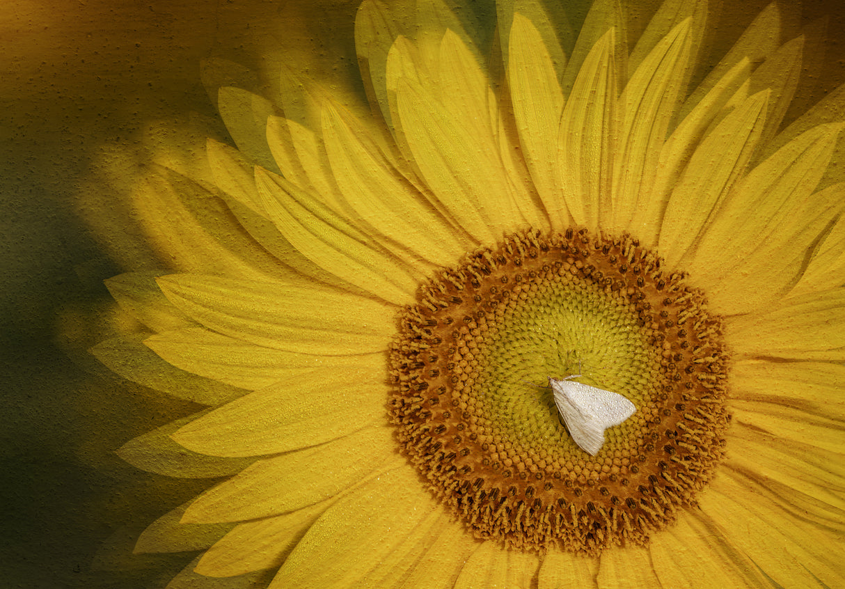 Sunflower Poster och Canvastavla
