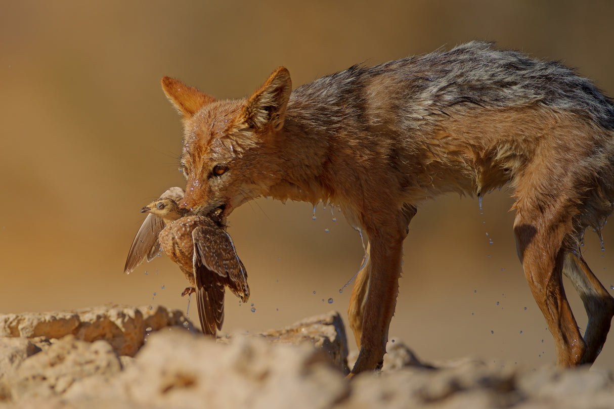 Jackal hunts a dove Poster och Canvastavla