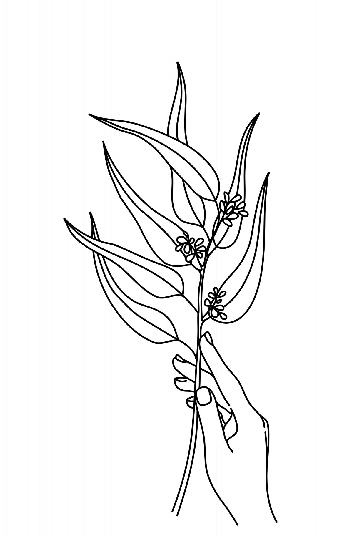 Seeded eucalyptus line art Poster och Canvastavla