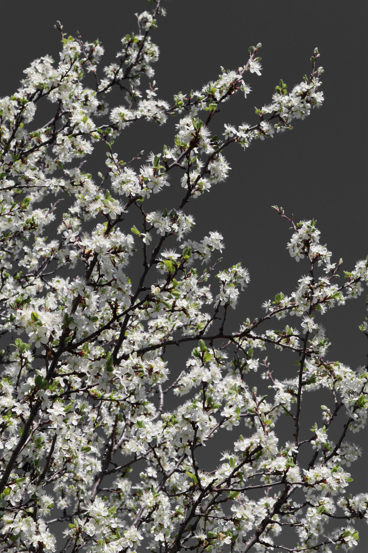 Spring branches Poster och Canvastavla