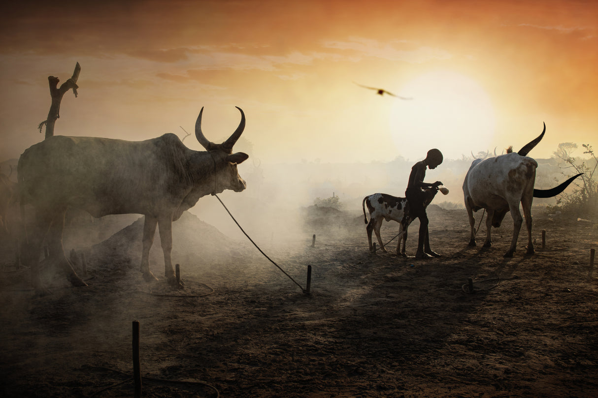 Caring for Mundari's animals Poster och Canvastavla