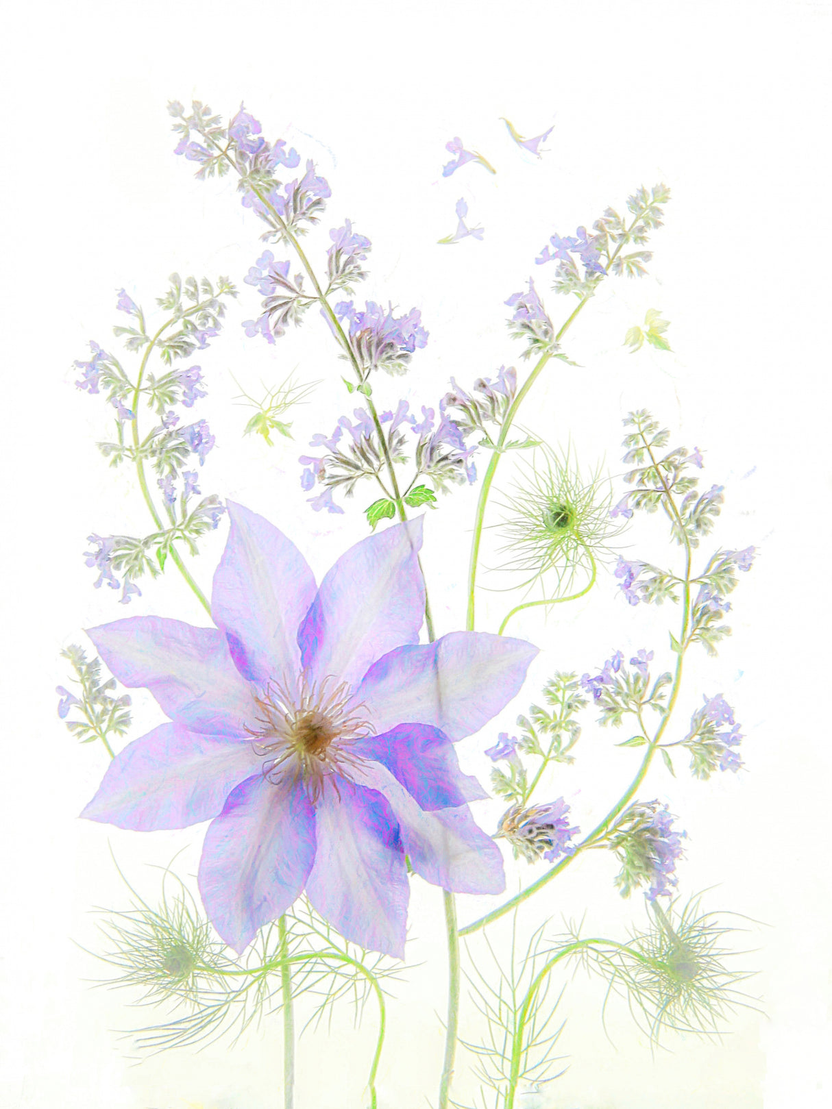 Purple Clematis Poster och Canvastavla
